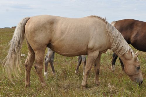 Lot# 67 Classy Two Eyes L - 08 May 99, , Palomino, Mare (Amegos Rebel) X (Spicy Marie)